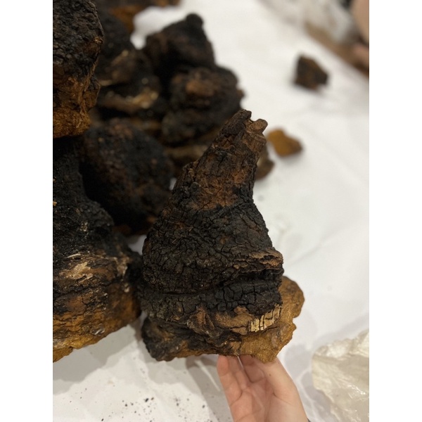 Nấm Chaga Siberia - Nga