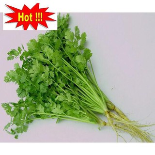 ⚡️HẠT GIỐNG RAU MÙI HẠT TO F1⚡️ GIỐNG CHỐNG CHỊU SÂU BỆNH