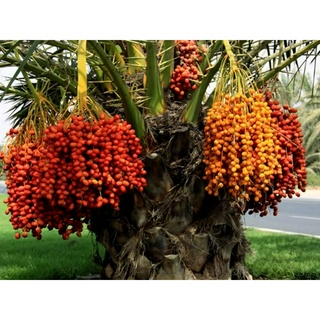 Hạt giống chà là trung đông