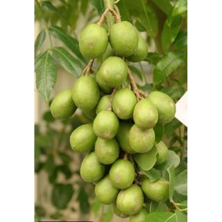 Cây Cóc lùn siêu trái ( cây đang trái)