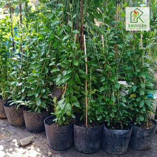 Cây cúc tần ấn độ chậu lớn (chậu 6-7cây)