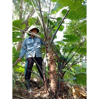 Củ ráy voi rừng/ củ ráy tía/ củ ráy tím/ củ ráy xanh/ môn tai phật làm cảnh