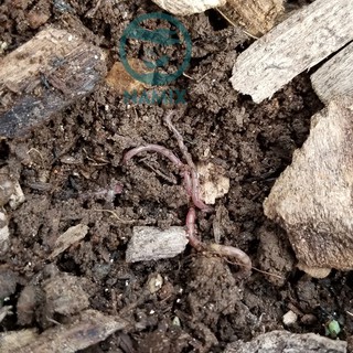 Lớp phủ hữu cơ (Organic Mulch) 5dm3