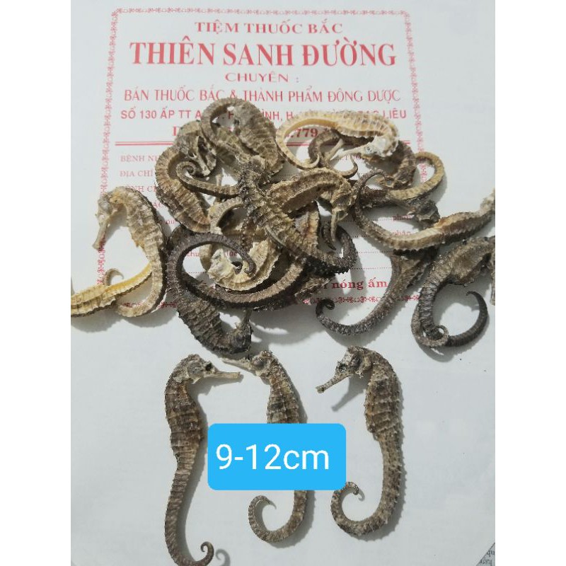 CÁ NGỰA KHÔ  SIZE 5-16cm