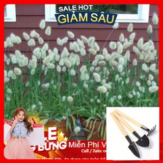 Hạt Giống Cỏ Đuôi Thỏ - 50 Hạt / Gói - Tặng Kèm Bộ Dụng Cụ Trồng Cây Mini