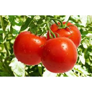 Hạt giống cà chua 9 tốt (0,2G )