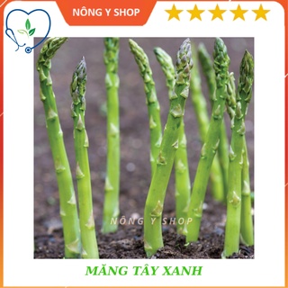 Hạt Giống Măng Tây Xanh Dễ Trồng, Thu Hoạch Quanh Năm Rạng đông- Rado 636