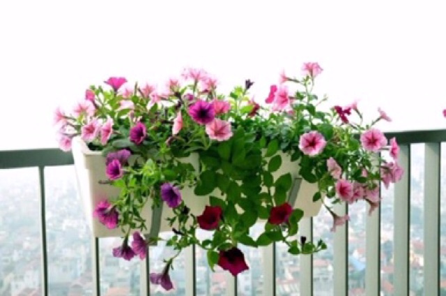 Hạt giống hoa dạ yến thảo rủ mix màu