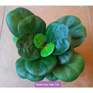 (Quận 8 - GIAO 1-3H) Cây BÀNG SINGAPORE mini, chậu cây để bàn.