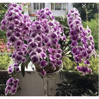 Đenzo yaya cây giống siêng hoa