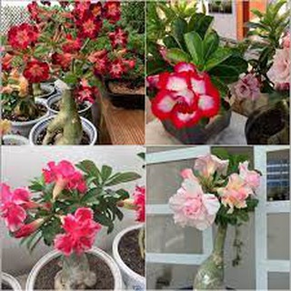 Hạt giống hoa sứ thái lan 10 hạt 10 màu