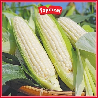 HCM - Bắp nếp Topmeal (2 trái/túi) - [Giao nhanh TPHCM]