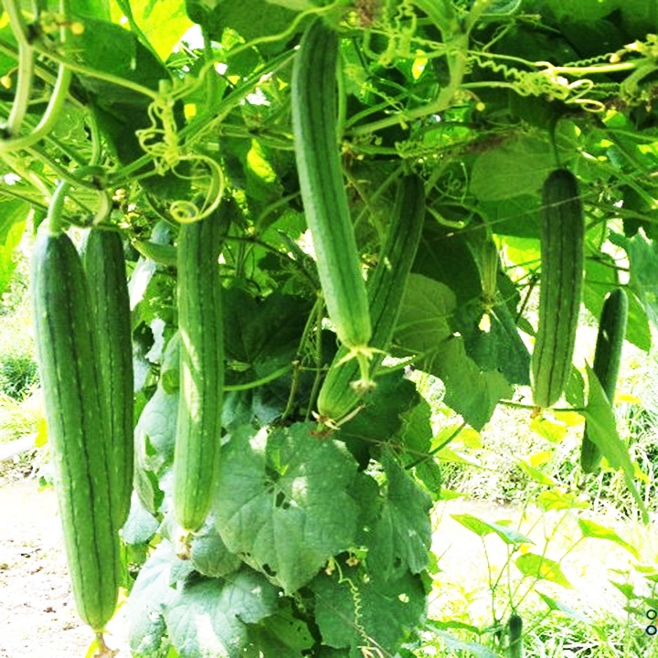 Hạt giống mướp hương Thái - tỷ lệ nảy mầm 85%