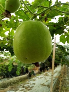 HẠT GIỐNG  BÍ ĐAO TRÒN THÁI LAN