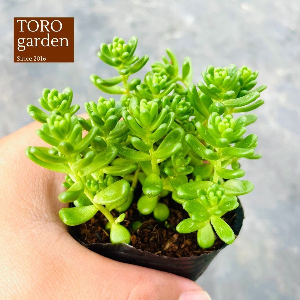 SEN ĐÁ SEDUM KẸO ĐÀ LẠT SIZE BÉ, SIÊU KHOẺ ĐẸP, THUẦN MỌI KHÍ HẬU, HƯ 1 ĐỔI 1