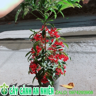 Cây kim ngân lượng cao 60-80cm
