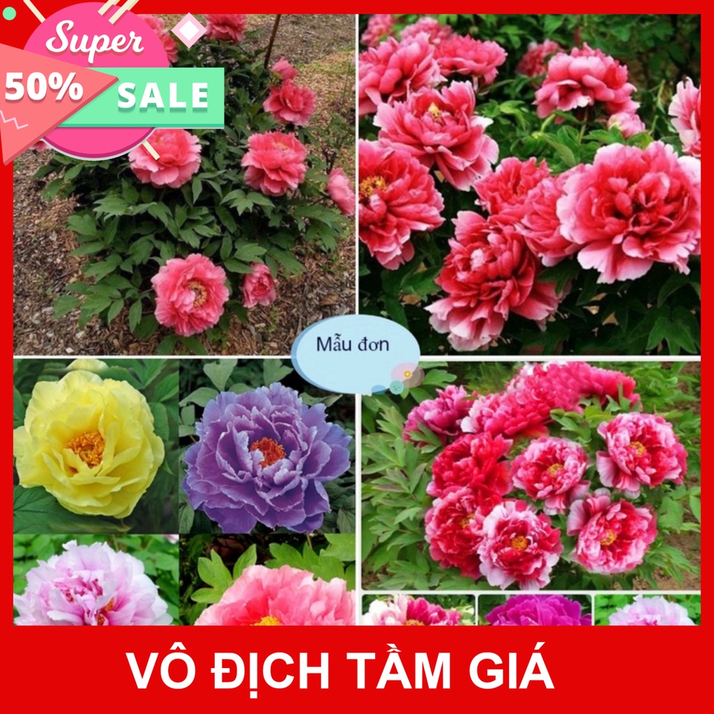 Free Ship Củ Hoa Mẫu Đơn Cánh Kép Nhiều Màu, Củ Cây Hoa Mẫu Đơn Đã Nảy Nhiều Mầm - Bông To Siêu Hoa Hạt Giống Ba Miền