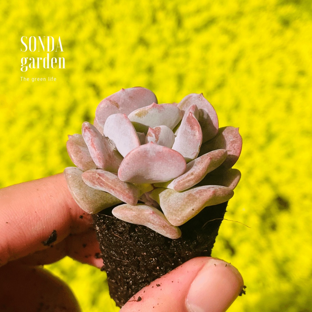 Sen đá cúc tím SONDA GARDEN size mini 2.5-4cm, cây cảnh trang trí nhà cửa, lỗi 1 đổi 1