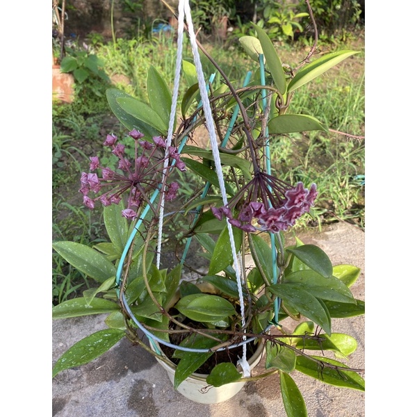 Hoa lan cẩm cù trồng chậu ổn định cây cao 40-45cm đang ra hoa đẹp,thích hợp treo ban công,trang trí hàng quán