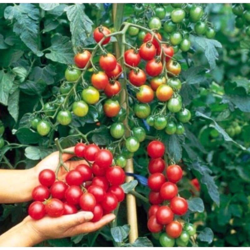 Hạt giống cà chua cherry đỏ ngọt Rạng Đông gói hơn 30 hạt