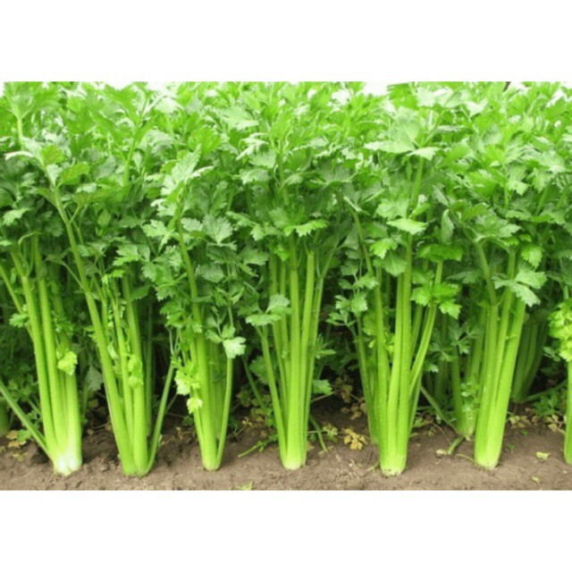 HẠT GIỐNG RAU CẦN XANH ĐAN MẠCH
