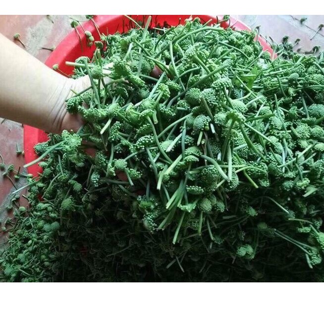 Nụ tam thất BAO TỬ khô 500g