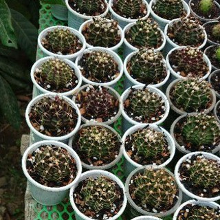 Xương rồng lb lai size 4-5cm