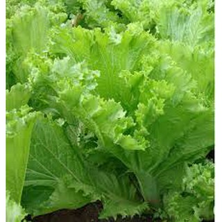HẠT GIỐNG CẢI BẸ MÀO GÀ
