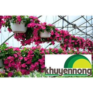 Gói 50 hạt giống hoa dừa cạn rủ nhiều màu sắc
