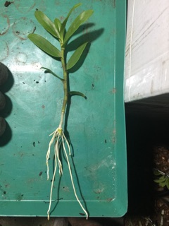 Hoa phi điệp giống