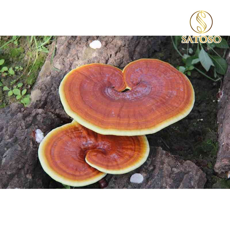 Nấm linh chi rừng khô thượng hạng satoso 1kg SA96