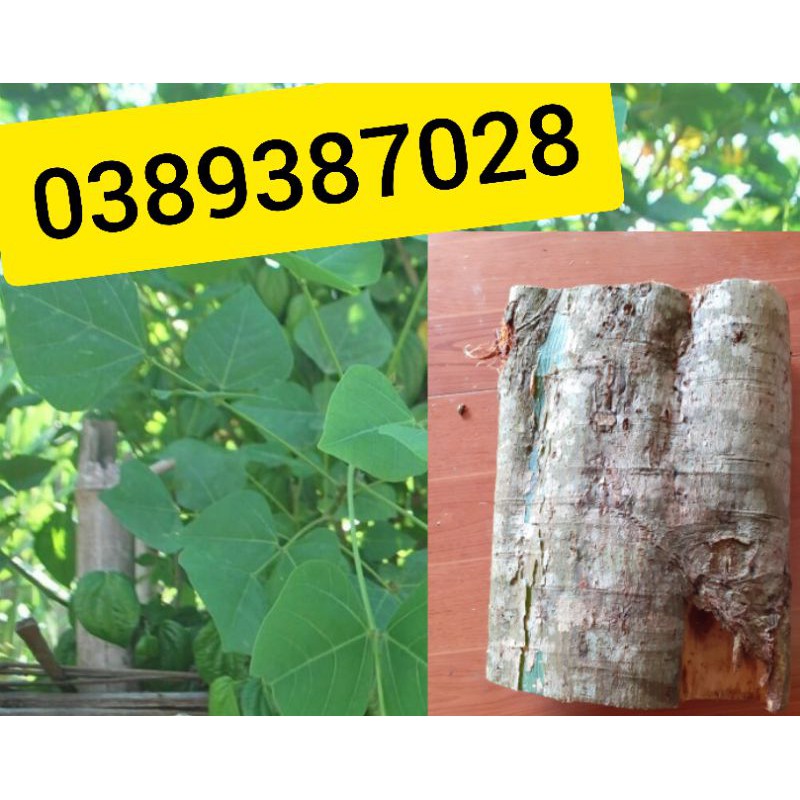 Vỏ cây vông nem,1kg