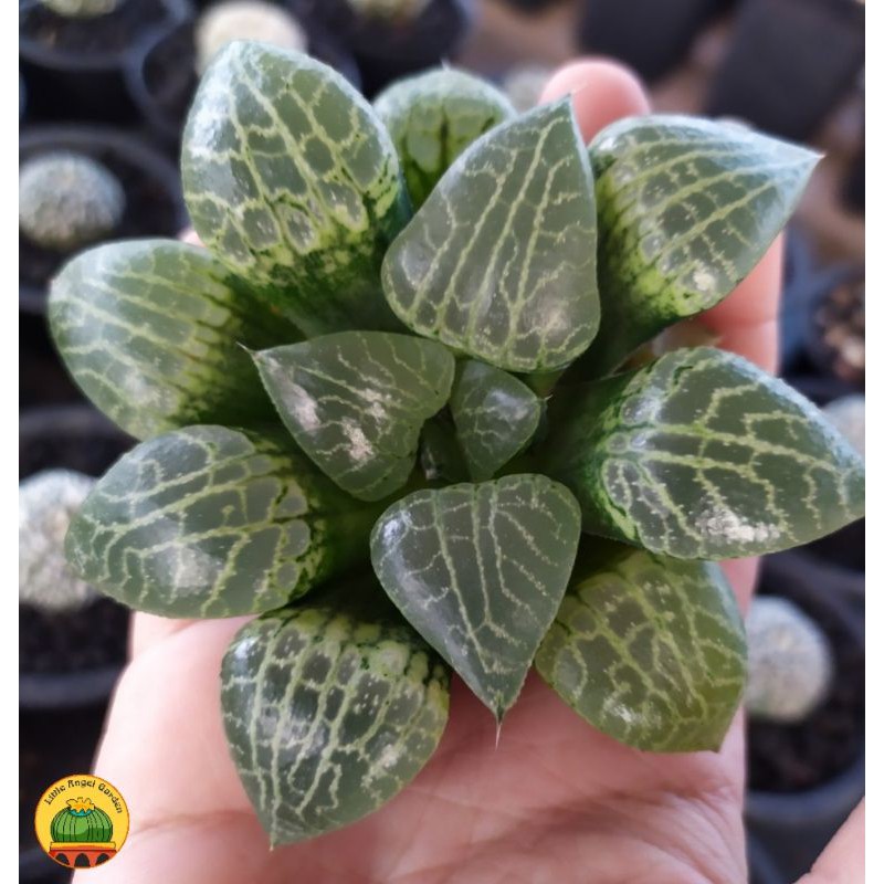 Sen đá kim cương | Haworthia Comptoniana Suishou