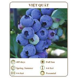 Hạt giống việt quất - THE XANH