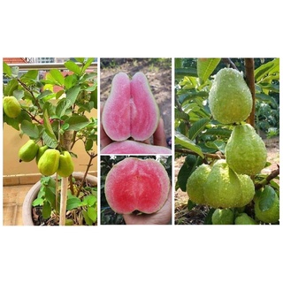 Cây ổi ruby ruột hồng
