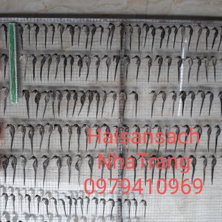 Cá ngựa khô 10 con