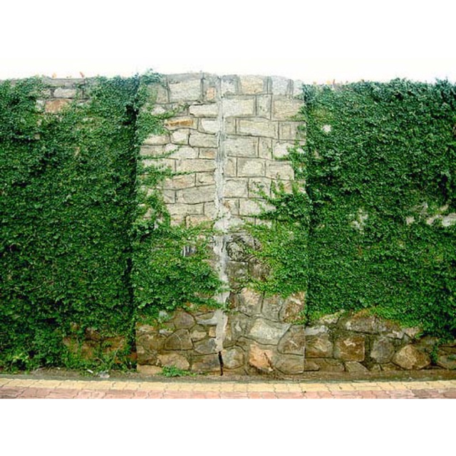 Giảm giá Cây thằn lằn, vảy ốc leo tường , nhà cho mùa hè thêm xanh ...