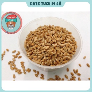 Hạt giống cỏ lúa mạch cho mèo 100g