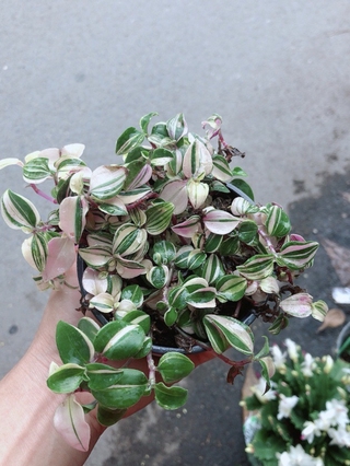 Cây Thằn Lằn Thái