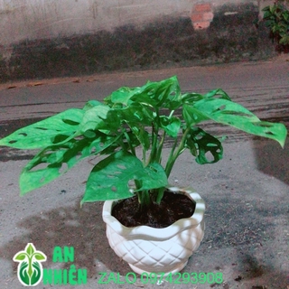 Chậu cây trầu bà lỗ