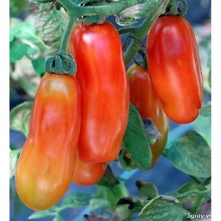 Hạt giống cà chua chuối quả đỏ ( cà chua ngón tay ) 30 hạt (TẶNG gói kích thích hạt nảy mầm)