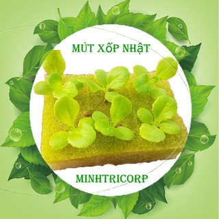 COMBO 5 MÚT XỐP 480 VIÊN ƯƠM HẠT THỦY CANH XUẤT XỨ NHẬT