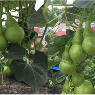 2gram HẠT GIỐNG BẦU HỒ LÔ