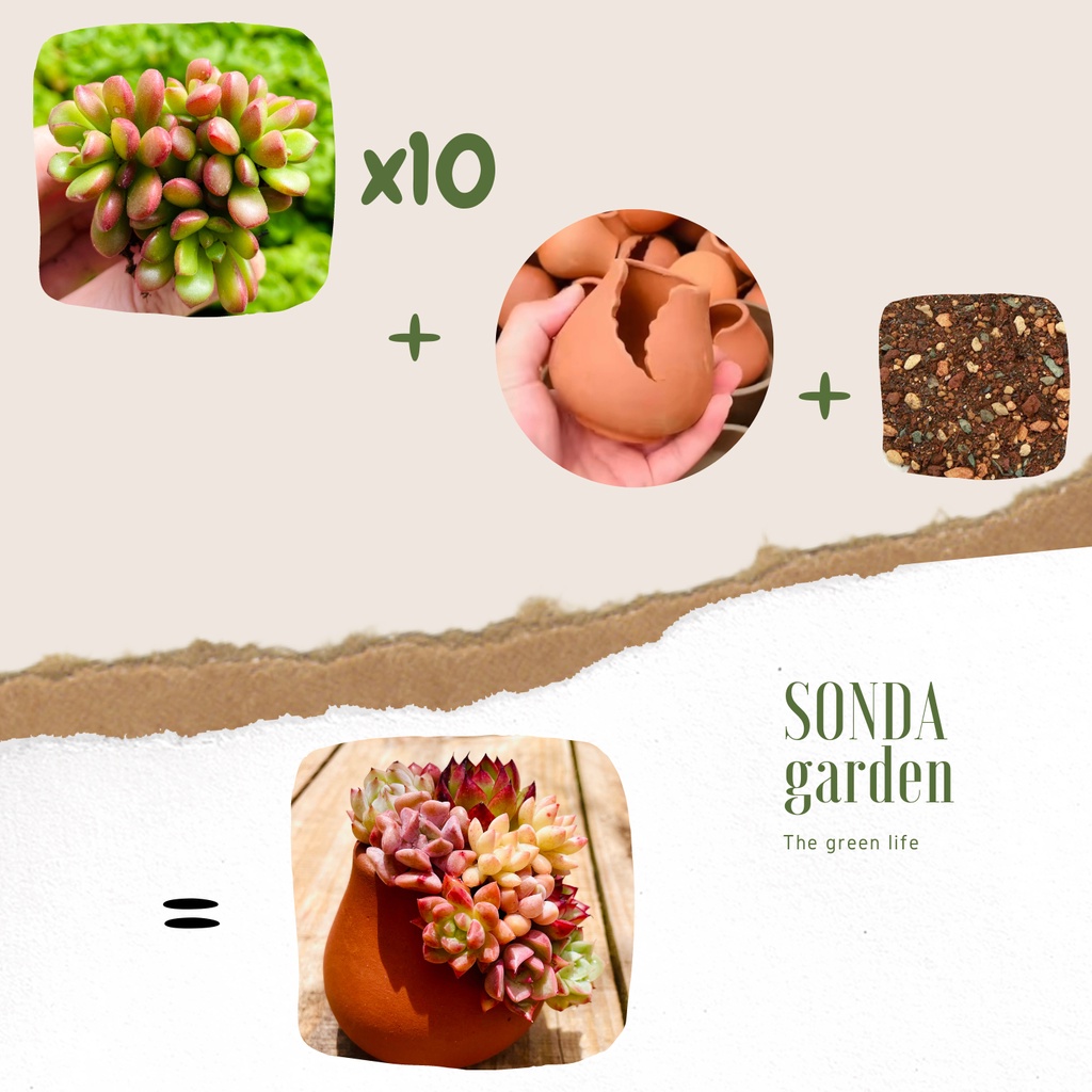Sen đá mini trồng chậu xẻ SONDA GARDEN, cây cảnh trang trí nhà cửa, lỗi 1 đổi 1