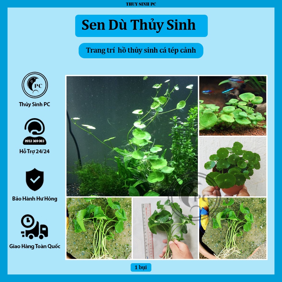 Cây thủy sinh sen dù trang trí hồ cá