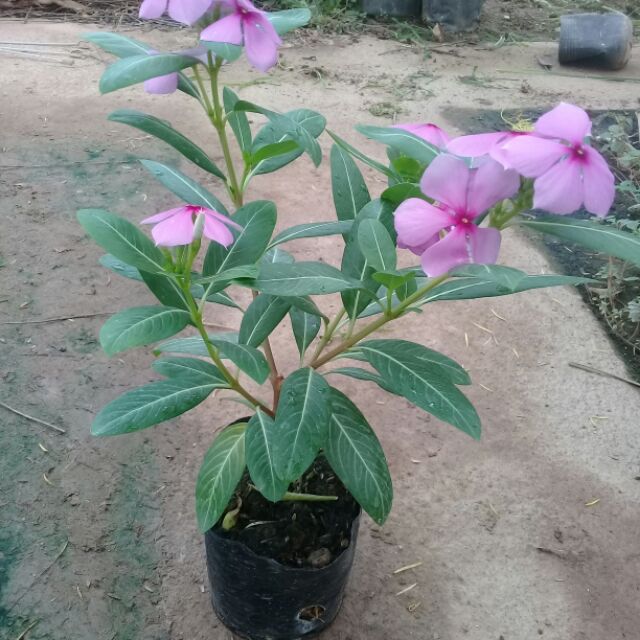 Combo 4 bầu dừa cạn ta
