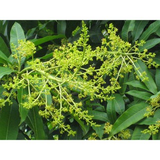 PHÂN BÓN LÁ ĐẬM ĐẶC B1 - 100 ml/ chai