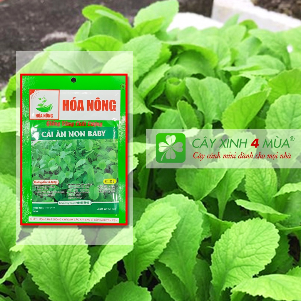 Hạt Giống Cải Ăn Non BaBy Gói 20g - [&gt;96% Nảy Mầm] - Giống Vàng Chất Lượng