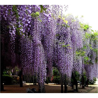 Hạt giống hoa tử đằng Wisteria
