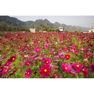 Hạt giống hoa sao nhái đỏ gói 100 hạt
